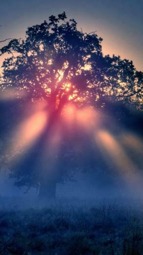 Foggy Sunrise Nature iPhone Wallpaper Sunrises
