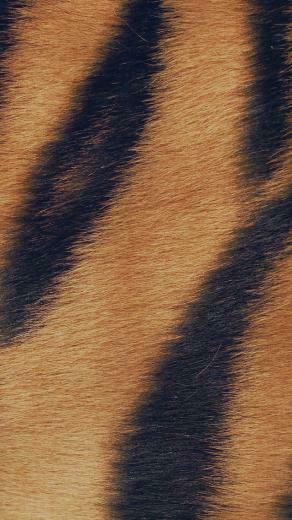 Fur Nature Pattern iPhone 5s Wallpaper
