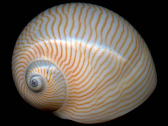 Shell Wallpaper