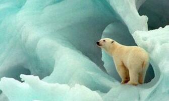 Wallpaper Polar Bear Desktop Image