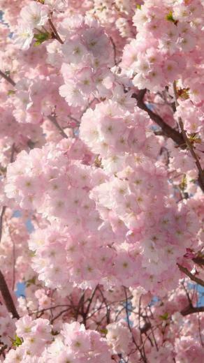 HD Pink Cherry Blossoms iPhone Wallpaper