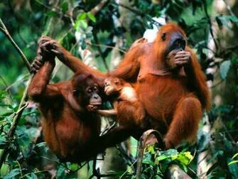 Amzing Monkey Wallpaper Screensavers Funny
