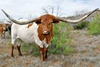 Dickinson Cattle Co Llc Home Inventory Texas Longhorn