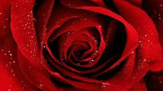 Rose Day HD Wallpaper And Red Pictures