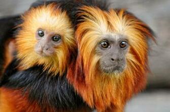 Adorable Baby Monkey Wallpaper Celebrity