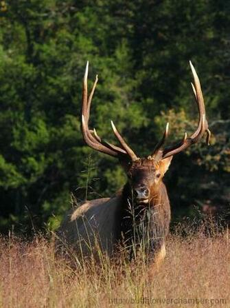 Bull Elk Desktop Wallpaper Near Lost Valley