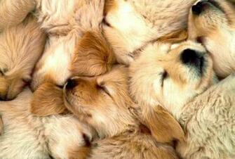 Net Golden Retriever Sleeping Puppies Photo Html