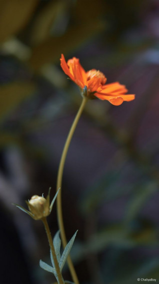 Photography Wallpaper