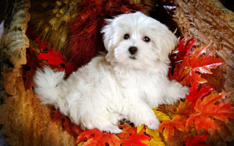 White Dog Picture Wallpaper