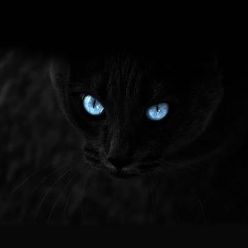 Blue Staring Cat Eye Dark iPad Wallpaper iPhone