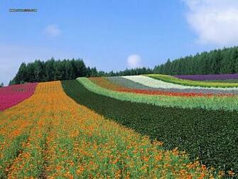 Country Farm Scene Photography Perfect Wallpaper