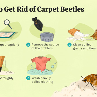 Carpet Beetle Life Cycle Wallpaper