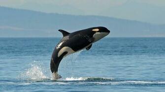Killer Whales Wallpaper