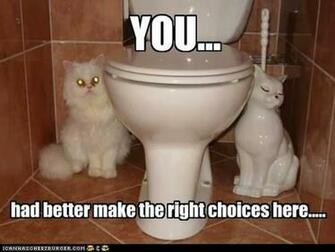 Funny Cats With Words Mobile Wallpaper
