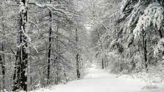 Snow Forest Wallpaper