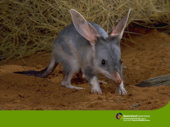 Bilby Wallpaper Animals Town