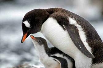 Baby Penguin Daily Background In HD