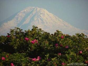 Mt Rainier And Rose Bush