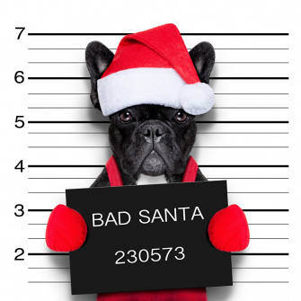 Desktop Wallpaper French Bulldog Dogs New Year Funny Winter Hat