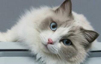 Wallpaper Cat Look Portrait Muzzle Blue Eyes Ragdoll Image