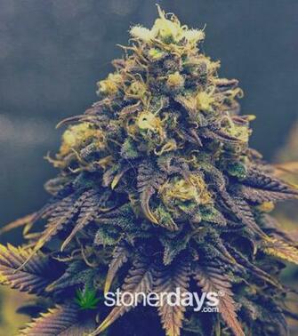 Mobile Wallpaper For Stoners Stoner Pictures