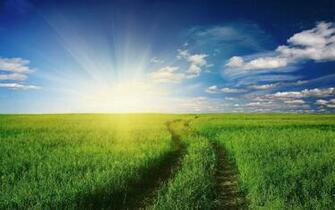 Computer Background Grass Frields Sun Shining Wallpaper Background