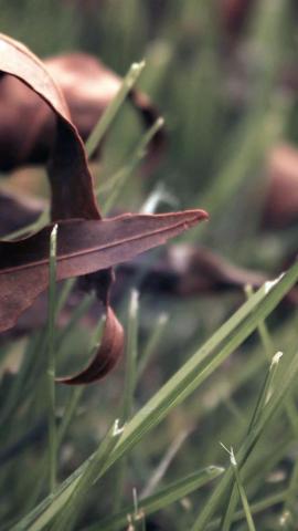 HD Wallpaper From Above Link Grass Nature Leaf