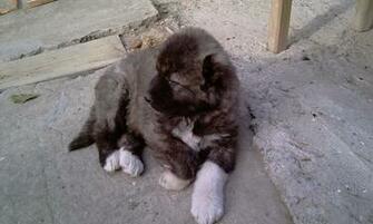 Pheasants Forever Bird Dog Breeds