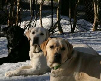 Labrador Lab Retriever Wallpaper Puppy Pictures Breed