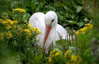 HD Stork Wallpaper