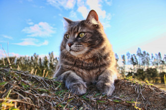 Cat 4k Wallpaper HD Animals Image