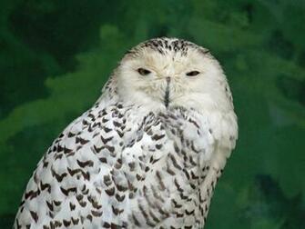 Screensavers Snowy Owl Owls
