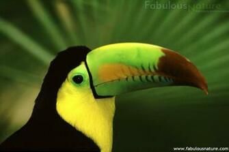 Exotic Birds Pictures Wallpaper