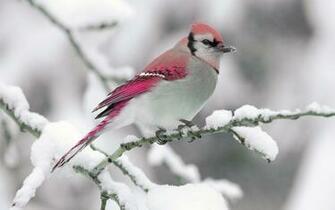 Snow Bird Animal Wallpaper Background With