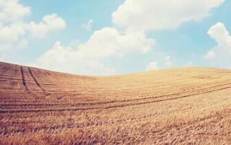 In The Farm HD Wallpaper