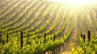 Vineyard Wallpaper HD High Resolution WallartHD