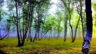 Foggy Birch Forest Wallpaper