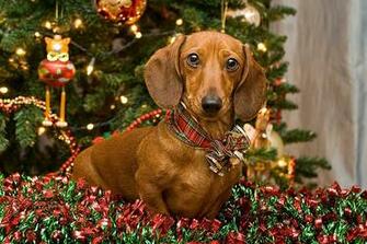 Dachshund Christmas Sehen Sie Frei Tapete Mit Gro Em Bildschirm
