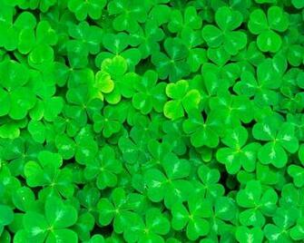 Shamrock Wallpaper