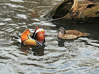 HD Wallpaper Mandarin Ducks Pair