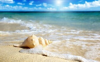 Shell On The Beach Wallpaper
