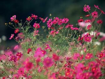 Xem Anh Very Nice Wallpaper Flowers 20p