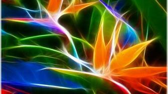 Wallpaper Birds Of Paradise