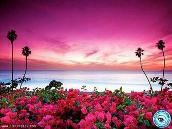 Beach Flowers Picture Wallpaper In Resolution