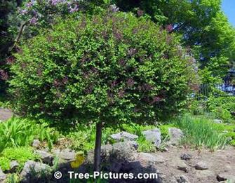 Lilac Trees Ornamental Tree In Bloom Spring Pictures