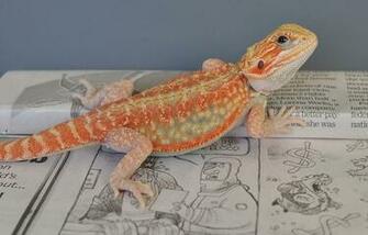 Bearded Dragon Breeders