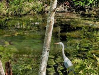Great Blue Heron En La Charca Del Molino Wallpaper