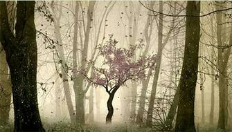 Tree Wallpaper HD Webgranth