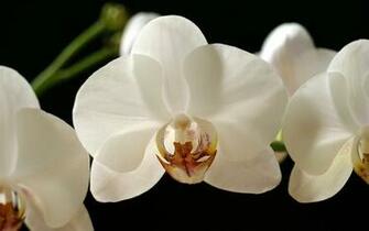 White Orchid Wallpaper