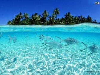 Aquatic HD Wallpaper